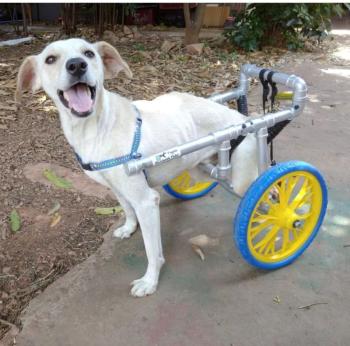 Comissão Especial de Direito Animal participa da confecção de cadeiras de rodas para pets com dificuldade de locomoção